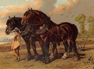 Clydesdale stallion and mare harnessed to the plough with ploughboy in attendance