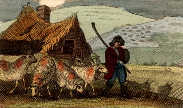 Cheviot shepherd with his flock