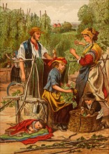 Gathering hops. Families from the poor districts of London, England, would travel by train to the