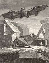 The Great Vampire Bat from Guyana