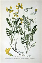 Horseshoe Vetch (Hippicrepis comosa) common plant of chalk and limestone turf. Food plant of the