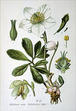 Christmas Rose or Black Hellebore (Helleborus niger) winter flowering herbaceous perennial native