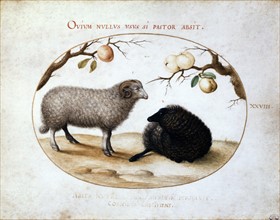 Ram, Black Sheep and Apples
