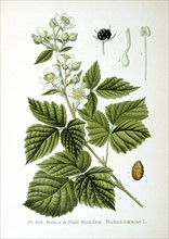 European Dewberry