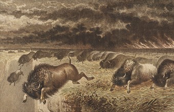Buffalo stampeding over a precipice