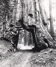 Road driven through the bole of a Californian Redwood tree given the name Wawona