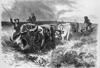 Pioneer farmers ploughing the prairies beyond the Mississippi with a team of oxen