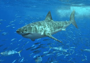 Shark with shoal of fish swimming below
