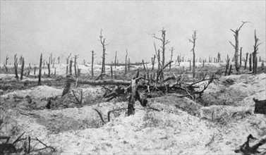 World War I   : Woodland at Mesnil-les-Haut