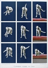 Series of frames of a cat falling