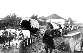 A Serbian supply train of bullock carts