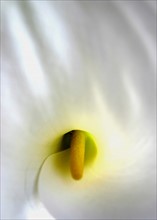 Close-up of an Arum Lily