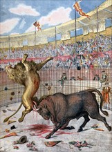 Battle between a bull and a lion