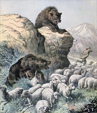 Attack by bears on a flock of sheep