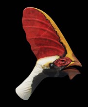 Restoration of the head of the Lower Cretaceous pterosaur