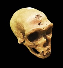 The Neanderthal an extinct member of the Homo genus