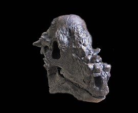 Cast of the skull of the Late Cretaceous herbivorous dinosaur