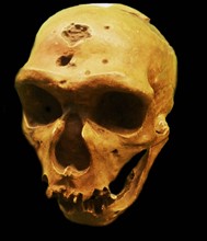 The Neanderthal an extinct member of the Homo genus