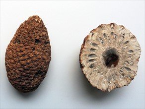 Silicified cones of the primtive conifer Araucaria
