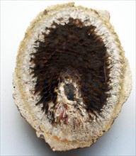 Silicified cones of the primtive conifer Araucaria
