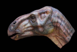 Reconstruction of the head of Iguanodon bernissartensis