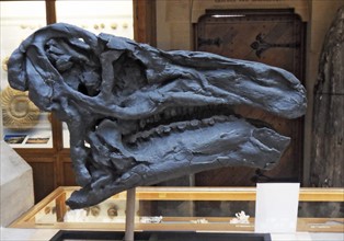 Reconstruction of the head of Iguanodon bernissartensis