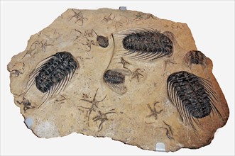 Trilobites Selenopeltis and Dalamanitina
