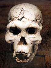 Early hominid skull