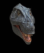 Reconstruction of the head of the Tyrannosaurus rex