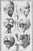 Plate of the head and neck including at IX and X the bones of the ear