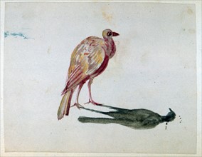A Bird by Dupin