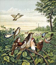 Who killed Cock Robin