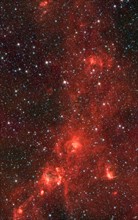 Nebula nicknamed 'the Dragonfish