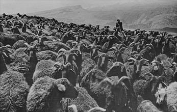 Shepherd with flock in the Georgian republic