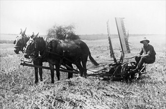 A Jewish farmer ploughing a field