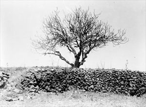 Fig tree after devastation by locusts, 1915