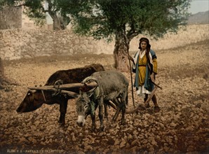 Native of Palestine working with an ox and an ass, Holy Land (Israel). Published between 1890 and 1900