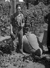 Young migrant worker brings his hops to weigh scales, 1939