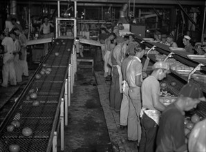 Grapefruit canning plant at Winterhaven, Florida. Many of these employees are migrant workers 19370101