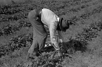 Collared intrastate migrant worker picking strawberries near Hammond