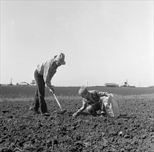 Outskirts of Salinas, California. Father and son planting potatoes. 19390101