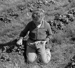 Child of white migrant berry worker picking strawberries near Ponchatoula, Louisiana. By Russell Lee, 1903-1986, photographer Date 19390101.