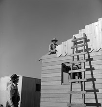 Father and son, recent migrants to California, building house in rapidly growing settlement of lettuce workers on fringe of town. Salinas, California 19380101