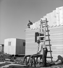 Father and son, recent migrants to California, building house in rapidly growing settlement of lettuce workers on fringe of town. Salinas, California dated 19380101
