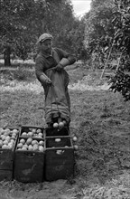 A Florida orange picker. Many of these workers are migrants. Polk County, Florida dated 19370101