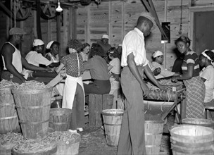 Canning plant employees grading beans, 1937