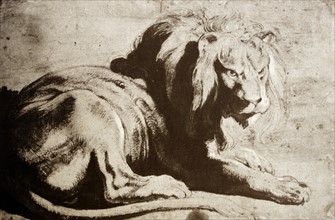 Black chalk and wash heightened with white illustration of a Lion