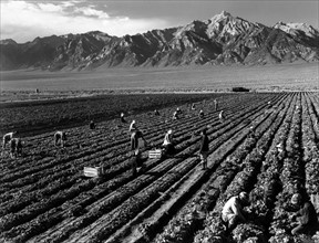 Photographic print of farm workers with Mt. Williamson in the background, Manzanar Relocation Centre