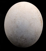 Ostrich Egg (1750-1550 BC) from Lachish