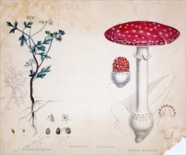 Print specimen of botanical illustrations